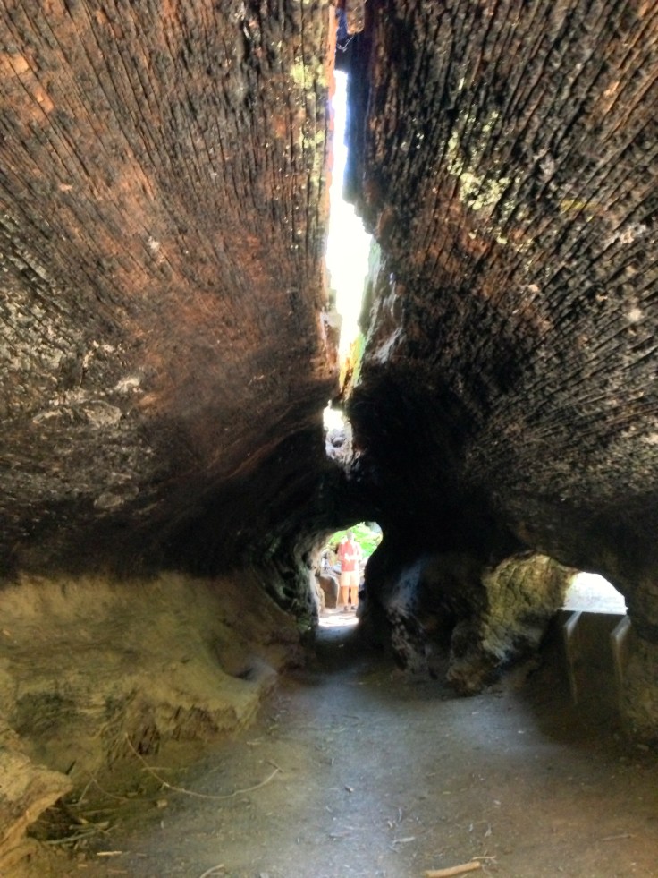 This tree fell many years ago and turned into a natural tunnel hundreds of feet long.