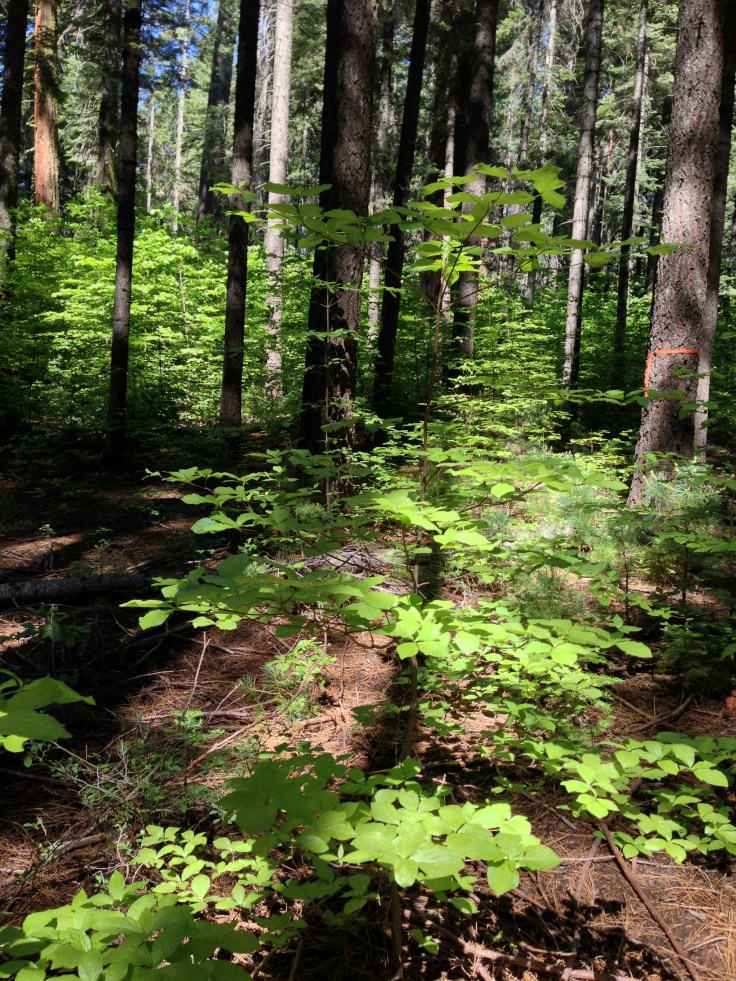 Beautiful redwood forest floor