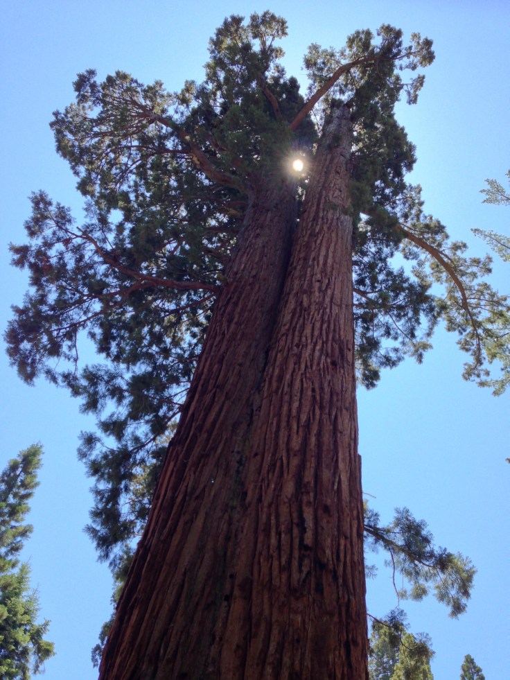 Giant Sequoia