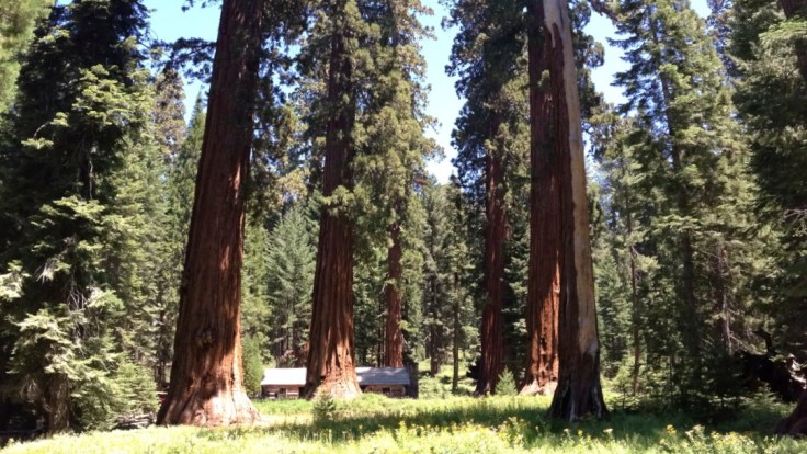 Cabin at the foot of the Giant Sequoias