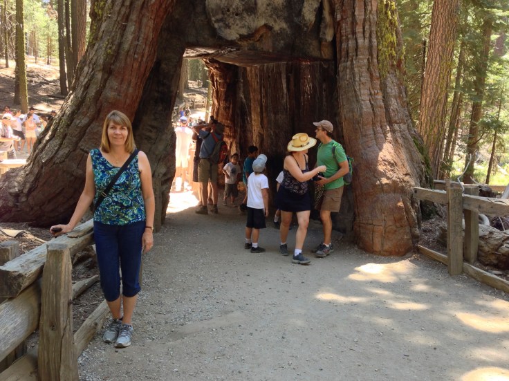 Hollow Giant Sequoia