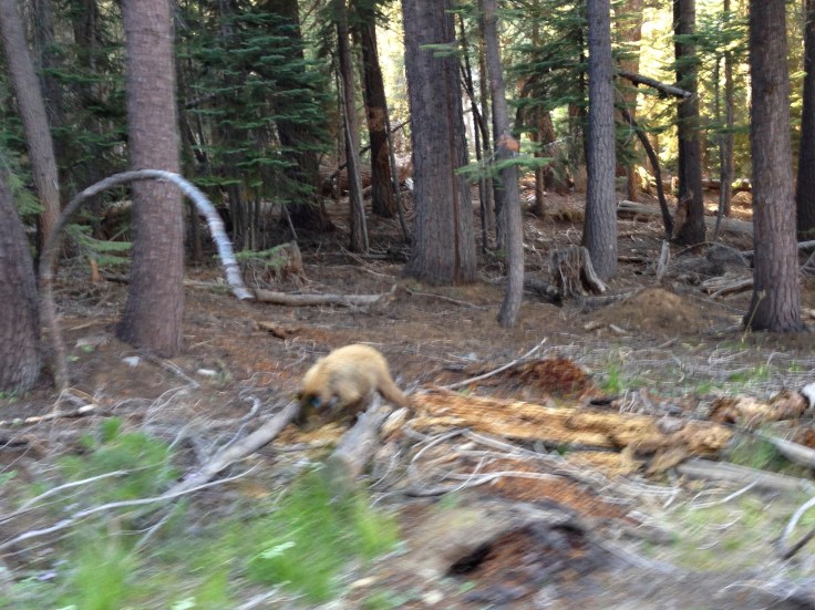 A black bear foraging for food by Glacier Point